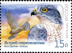 Joint issue between Russian Federation and Democratic People's Republic of Korea - Eurasian Sparrowhawk