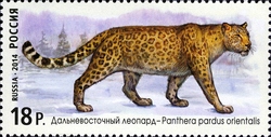 Fauna of Russia - Wild Cats - The Far Eastern Leopard