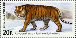 Fauna of Russia - Wild Cats - Amur Tiger
