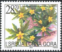 Flora - Anemone renunculoides L. 1753
