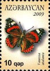 Butterflies - Vanessa atalanta