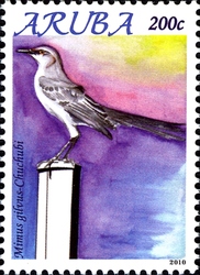 Birds of Aruba 2010 - Mimus gilvus