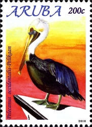 Birds of Aruba 2010 - Pelecanus occidentalis