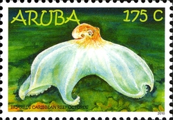 Caribbean Reef Octopus