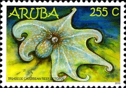 Stamp, Caribbean Reef Octopus, Aruba,  
