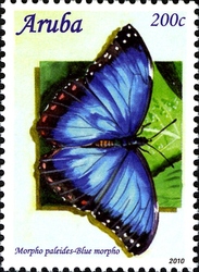Caribbean Butterflies 2010 - Morpho paleides