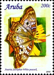 Caribbean Butterflies 2010 - Anartia jatrophae