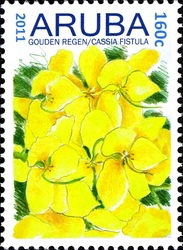Flowers - Cassia fistula