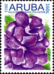 Flowers - Ipomoea pes-caprae