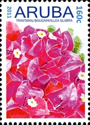 Flowers - Bougainvillea glabra