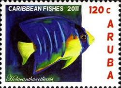 Caribbean Fishes - Holocanthus ciliaris
