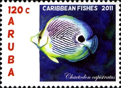 Caribbean Fishes - Chaetodon capistratus