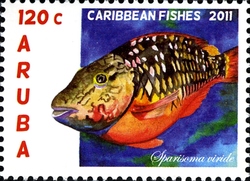 Caribbean Fishes - Sparisoma viride