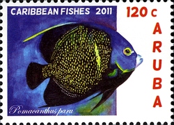 Caribbean Fishes - Pomacanthus paru