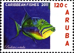 Caribbean Fishes - Balistes vetula