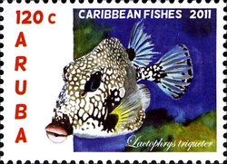 Caribbean Fishes - Lactophrys triqueter