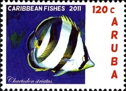 Caribbean Fishes - Chaetodon striatus