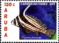 Caribbean Fishes - Equetus punctatus