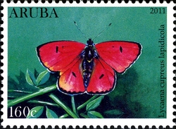 Butterflies - Lycaena lapidicola