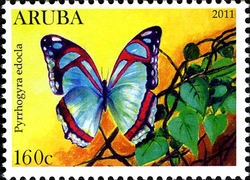 Butterflies - Pyrrhogyra edocla