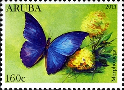 Butterflies - Morpho aega