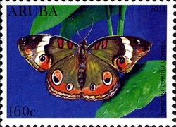 Butterflies - Junonia coenia coenia