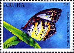 Butterflies - Lycaena heteronea austin