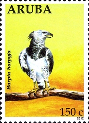 Eagles - Harpia harpyja