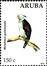Eagles - Morphnus guianensis