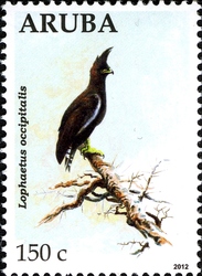 Eagles - Lophaetus occipitalis