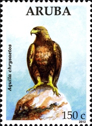 Eagles - Aquila chrysaetos