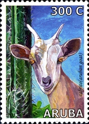 Aruban Fauna - Goats