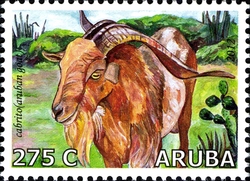 Aruban Fauna - Goats