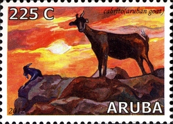 Aruban Fauna - Goats