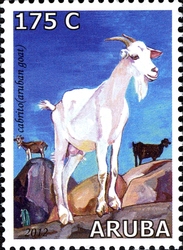Aruban Fauna - Goats