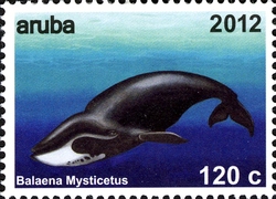 Whales - Balaena mysticetus