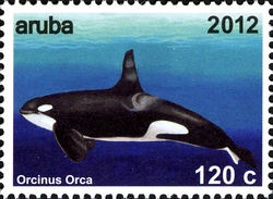 Whales - Orcinus orca