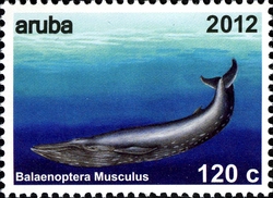 Whales - Balaenoptera musculus