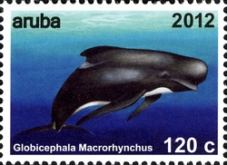 Whales - Globicephala macrorhynchus