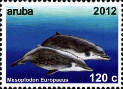 Whales - Mesoplodon europaeus