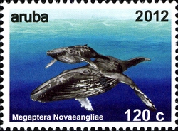 Whales - Megaptera novaeangliae