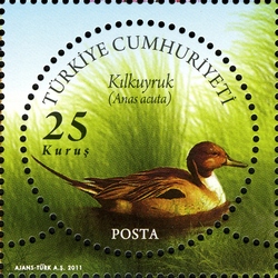 Stamp, World Environment Day - Anas acuta, Turkey,  
