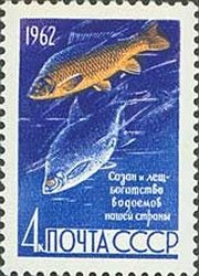 Common Carp (Cyprinus carpio), Common Bream (Abramis brama) 
