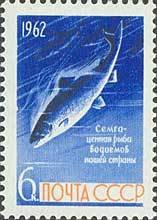 Atlantic Salmon (Salmo salar)