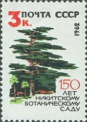 Cedar