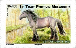 Plough horses - Le Trait Poitevin Mulassier