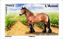 Plough horses - L'Auxois