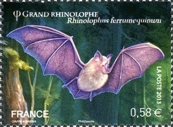 Bats - Rhinolophus ferrumequinum