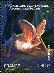 Bats - Plecotus macrobullaris