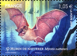 Bats - Myotis nattereri